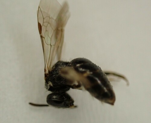 Lasioglossum pseudoplanulum