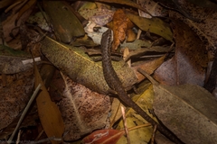 Saproscincus challengeri