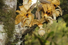 Stanhopea ospinae