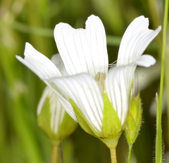 Limnanthes