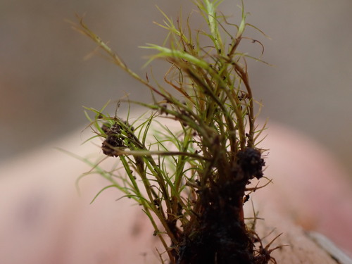 Image of Distichium capillaceum by no rights reserved