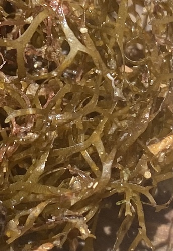 Canistrocarpus cervicornis observed 2023-06-20