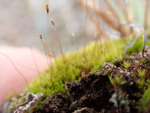 Image of Erect-Fruited Iris Moss (Distichium capillaceum) by no rights reserved