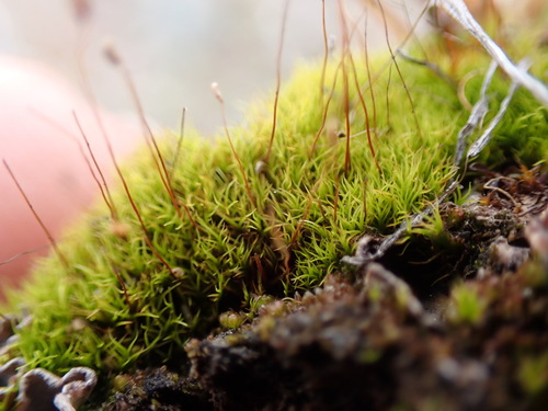 Image of Distichium capillaceum by no rights reserved