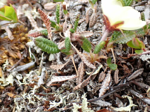 Image of Dryas ajanensis by no rights reserved