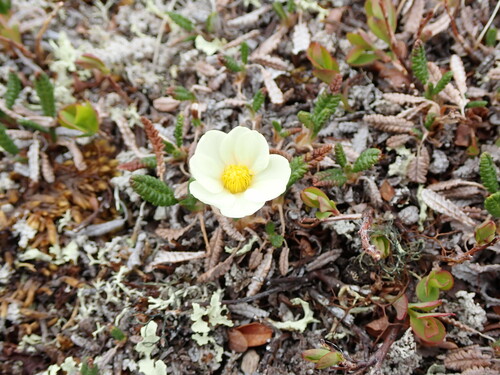 Image of Dryas ajanensis by no rights reserved