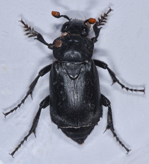 Nicrophorus nigrita