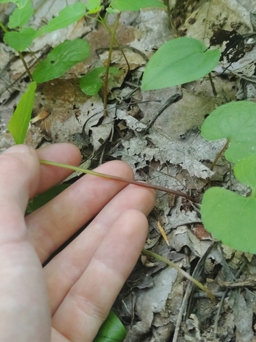 Image of Viola incognita by no rights reserved