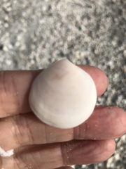 Semele proficua