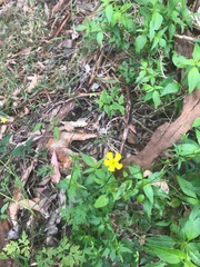 Ranunculus colonorum