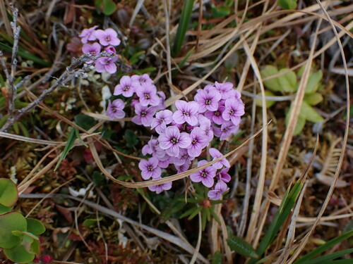 Image of Cardamine purpurea by no rights reserved