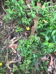 Ranunculus colonorum