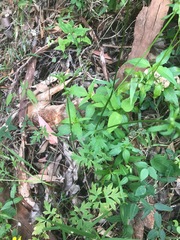 Ranunculus colonorum