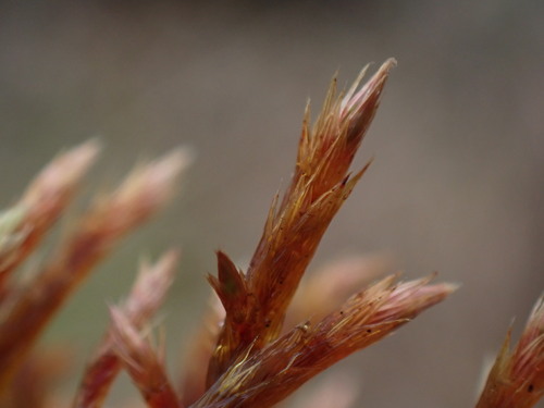 Image of Orthothecium chryseum by no rights reserved