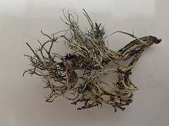 Usnea ciliata