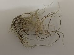 Usnea pseudocapillaris