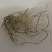 Usnea pseudocapillaris - Photo (c) John Steel, algunos derechos reservados (CC BY), subido por John Steel
