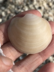 Anodontia alba