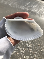 Anadara secticostata