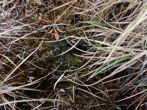 Image of Odontoschisma macounii by no rights reserved