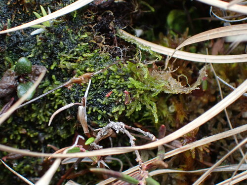 Image of Odontoschisma macounii by no rights reserved
