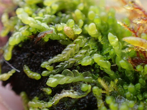 Macoun's Flapwort (Odontoschisma macounii)