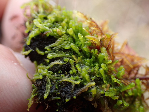 Image of Odontoschisma macounii by no rights reserved