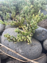 Patellifolia procumbens image