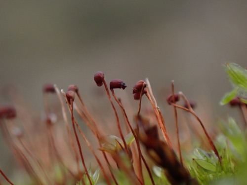 Image of Catoscopium nigritum by no rights reserved