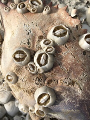 Chelonibia testudinaria