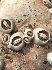 Chelonibia testudinaria