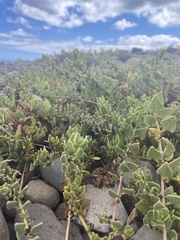 Patellifolia procumbens image