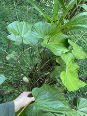 Anthurium formosum image