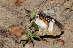 Elymnias bammakoo