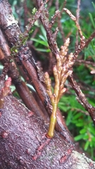 Arceuthobium tsugense