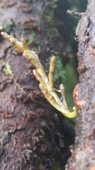 Arceuthobium tsugense