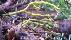 Arceuthobium tsugense