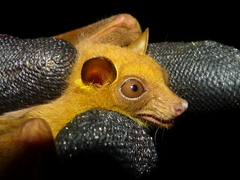 Micropteropus pusillus image
