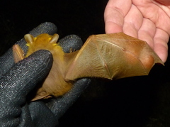 Epomophorus pusillus