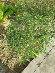 Zanthoxylum beecheyanum