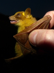 Epomophorus pusillus