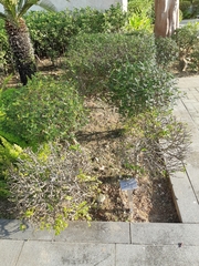 Zanthoxylum beecheyanum