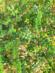 Zanthoxylum beecheyanum