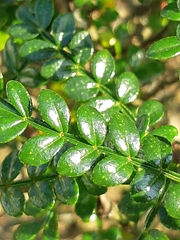 Zanthoxylum beecheyanum