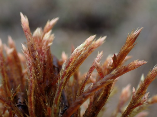 Image of Orthothecium chryseum by no rights reserved