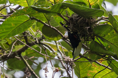 Capito maculicoronatus