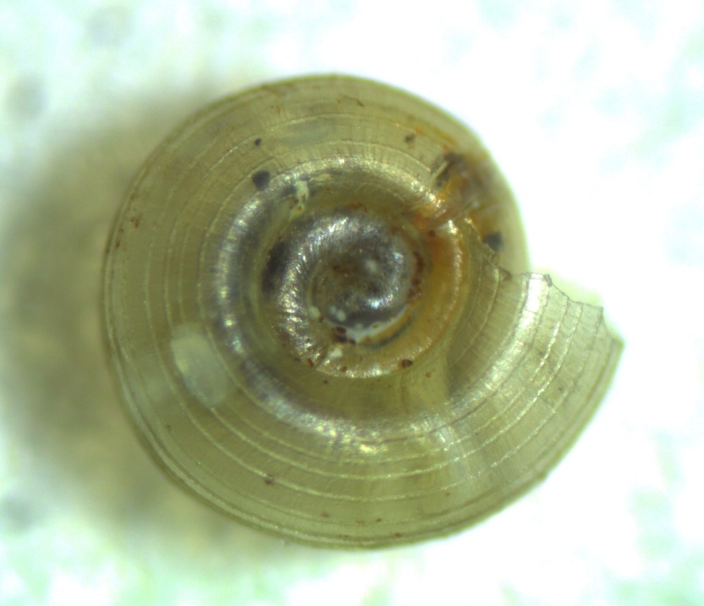 Helicodiscus