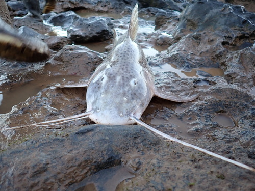 Aguaruna catfish (Aguarunichthys torosus) — Pimelodidae — 3