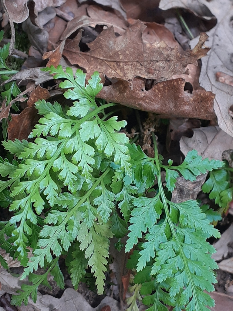 Black spleenwort