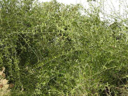 Image of Capparis tomentosa by (c) katuchka, some rights reserved (CC BY)